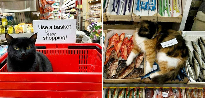 Meet the Chill Cats Who Totally Own NYC Bodegas