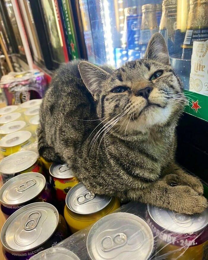 Meet the Chill Cats Who Totally Own NYC Bodegas