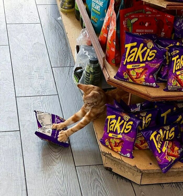 Meet the Chill Cats Who Totally Own NYC Bodegas