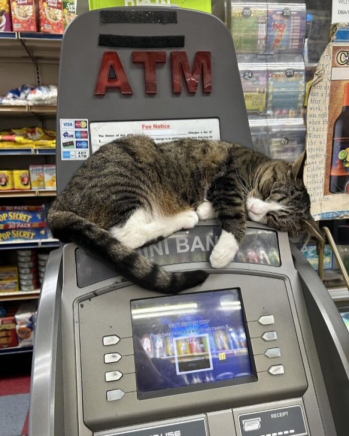 Meet the Chill Cats Who Totally Own NYC Bodegas
