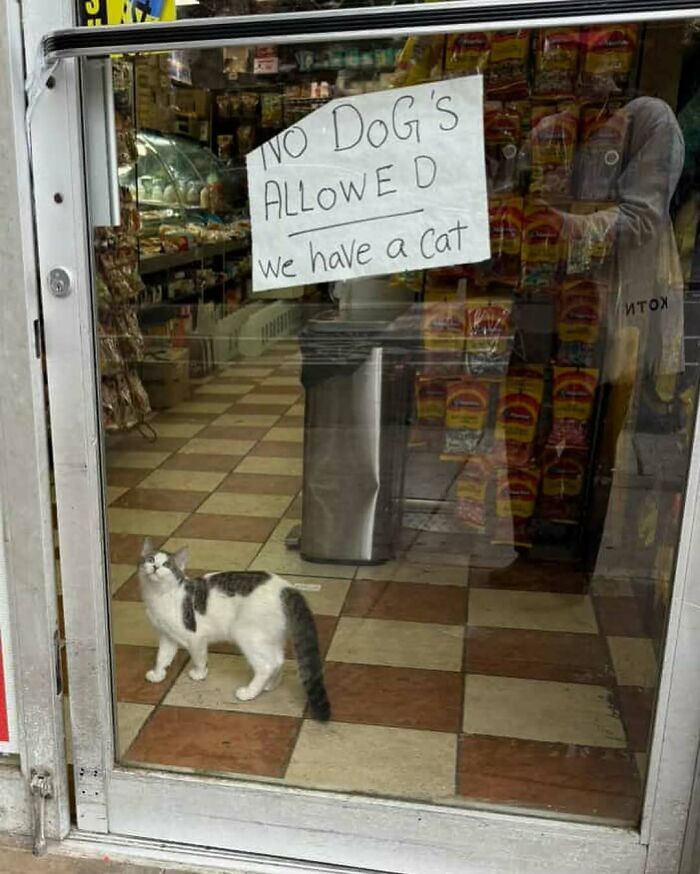 Meet the Chill Cats Who Totally Own NYC Bodegas