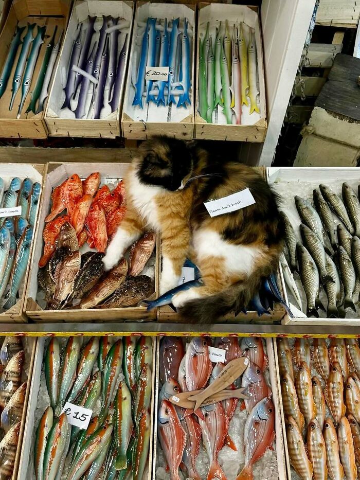 Meet the Chill Cats Who Totally Own NYC Bodegas