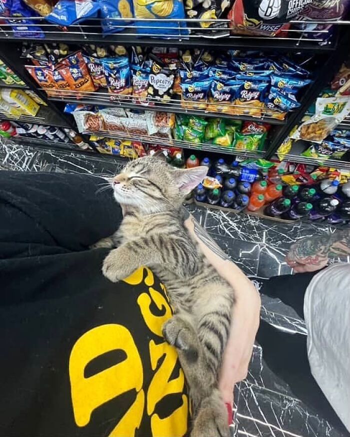 Meet the Chill Cats Who Totally Own NYC Bodegas