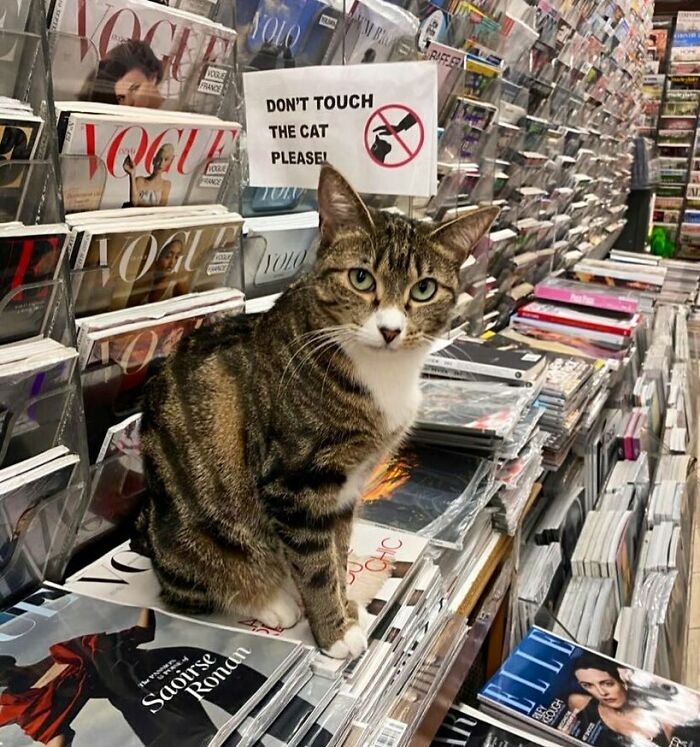 Meet the Chill Cats Who Totally Own NYC Bodegas