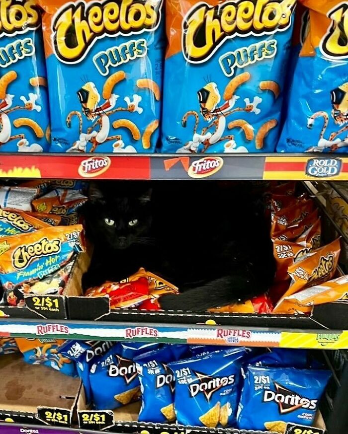 Meet the Chill Cats Who Totally Own NYC Bodegas