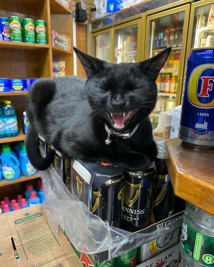 Meet the Chill Cats Who Totally Own NYC Bodegas