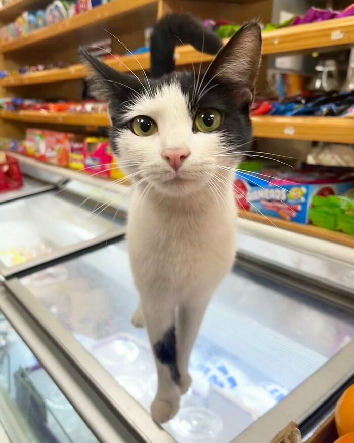 Meet the Chill Cats Who Totally Own NYC Bodegas