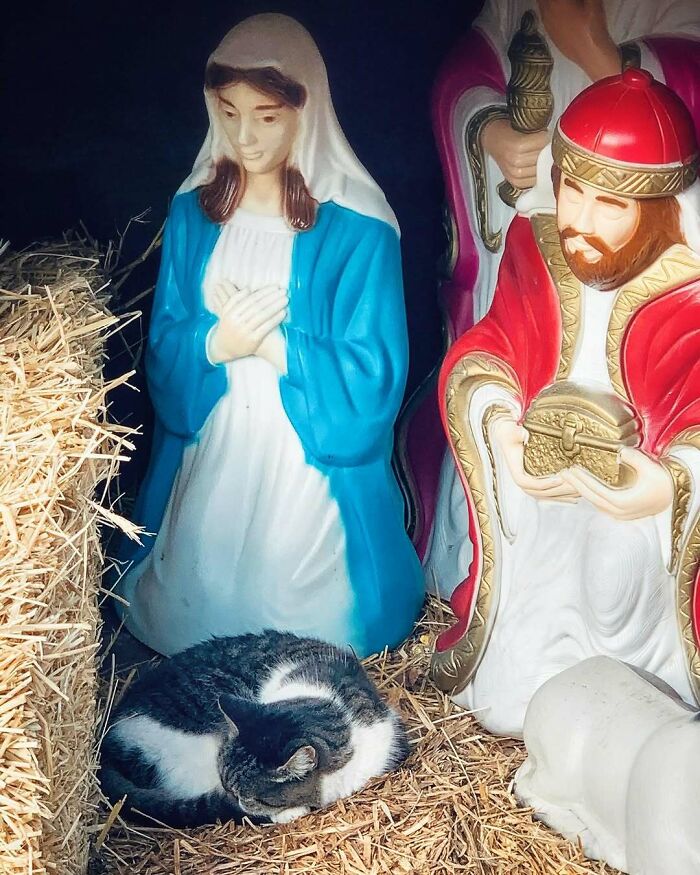 Meet the Chill Cats Who Totally Own NYC Bodegas