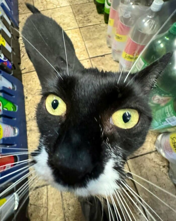 Meet the Chill Cats Who Totally Own NYC Bodegas