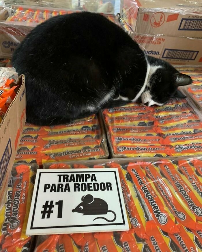 Meet the Chill Cats Who Totally Own NYC Bodegas