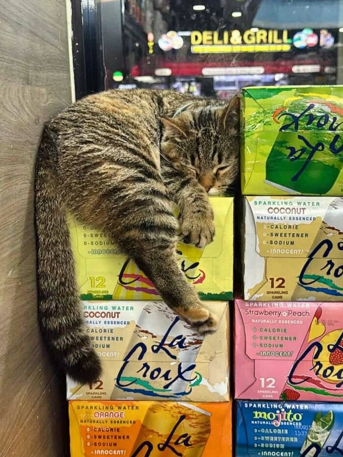 Meet the Chill Cats Who Totally Own NYC Bodegas