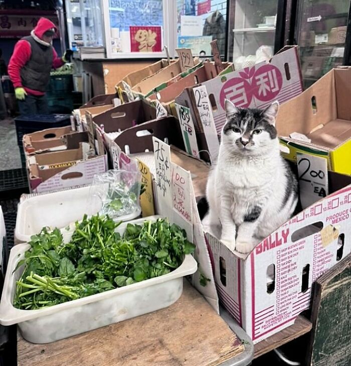 Meet the Chill Cats Who Totally Own NYC Bodegas