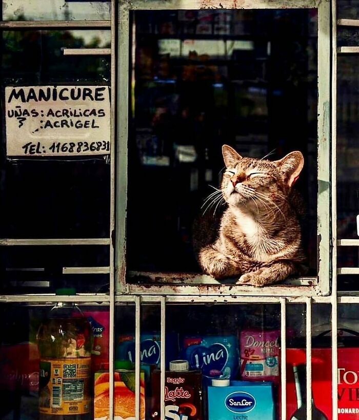 Meet the Chill Cats Who Totally Own NYC Bodegas