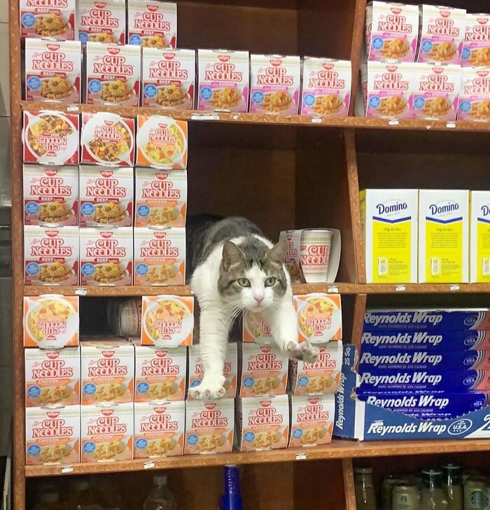 Meet the Chill Cats Who Totally Own NYC Bodegas