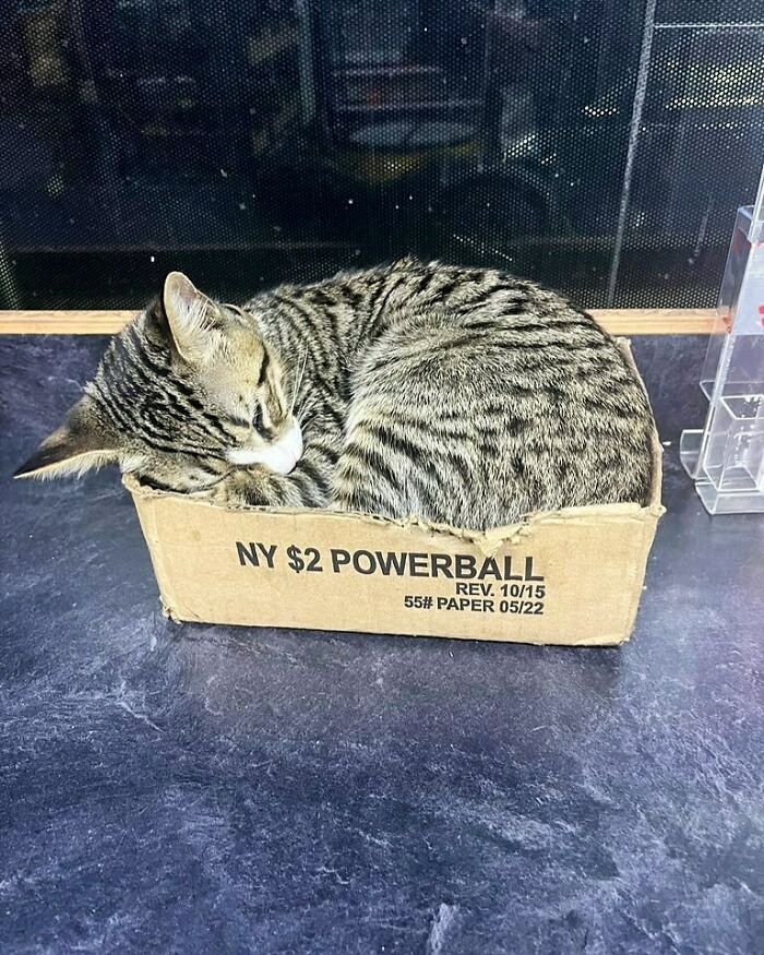 Meet the Chill Cats Who Totally Own NYC Bodegas