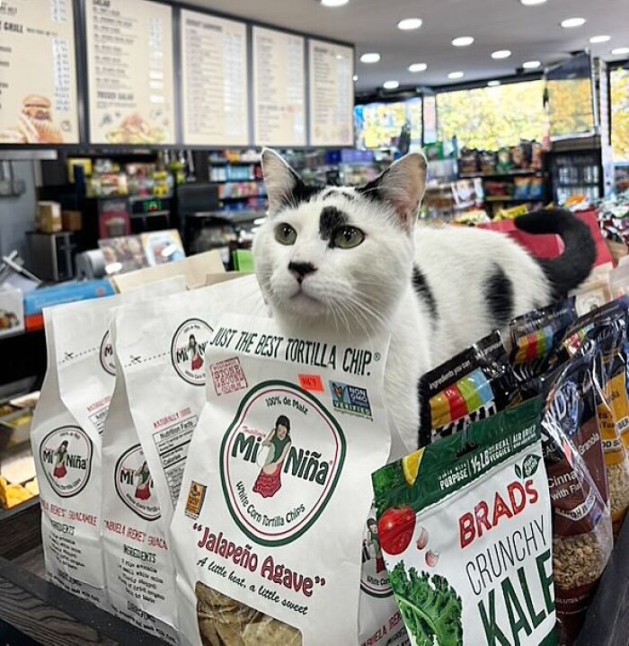 Meet the Chill Cats Who Totally Own NYC Bodegas