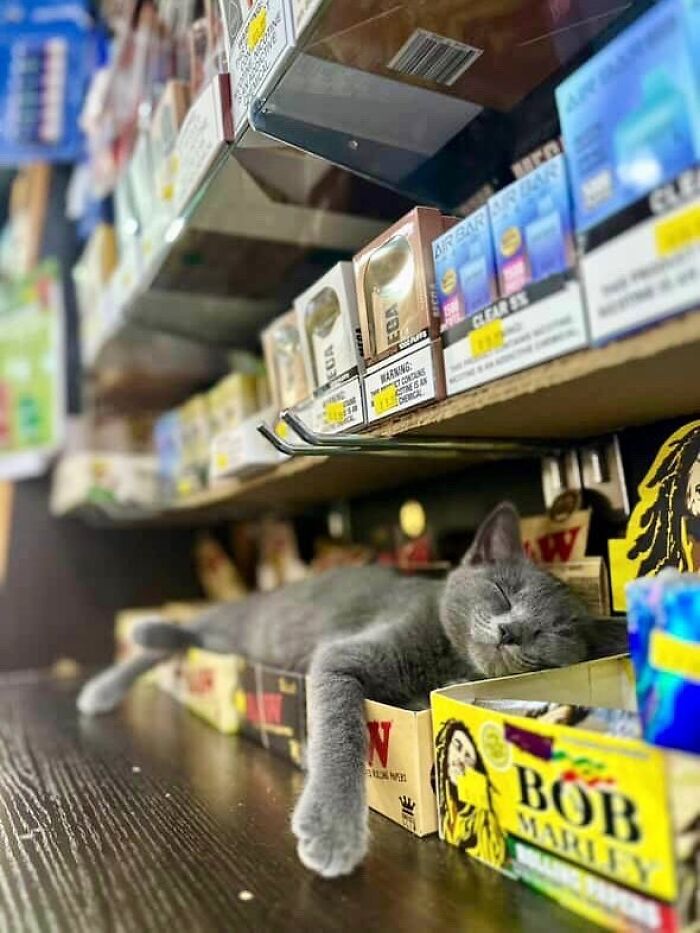 Meet the Chill Cats Who Totally Own NYC Bodegas