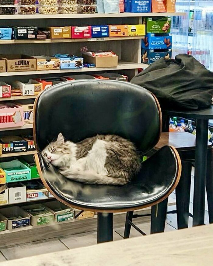 Meet the Chill Cats Who Totally Own NYC Bodegas