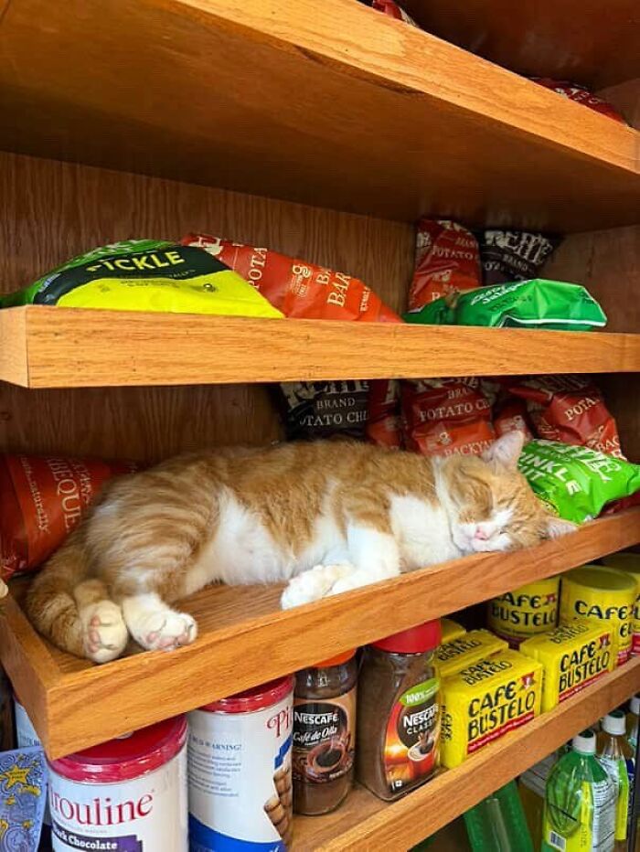 Meet the Chill Cats Who Totally Own NYC Bodegas