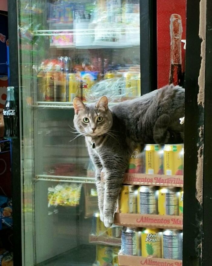 Meet the Chill Cats Who Totally Own NYC Bodegas