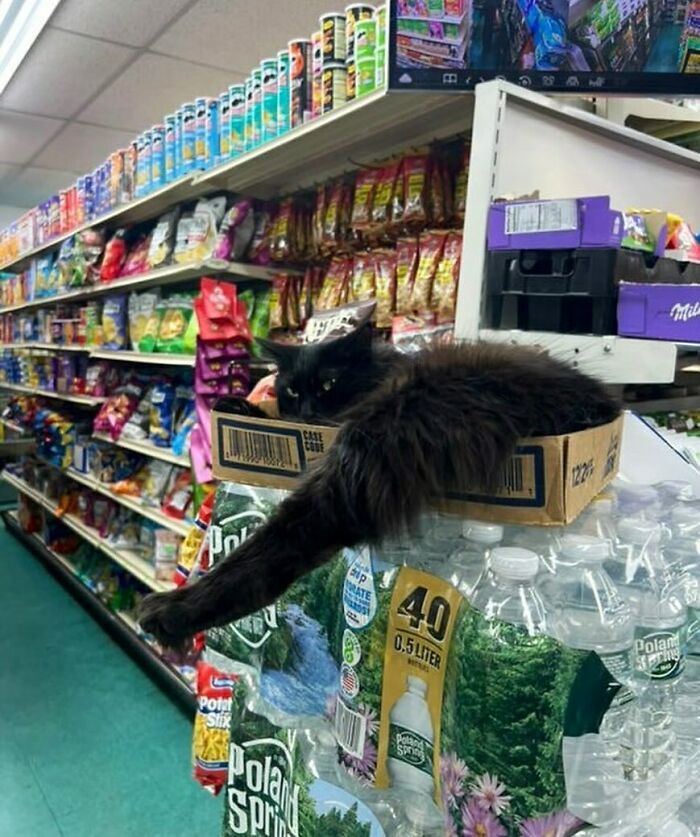 Meet the Chill Cats Who Totally Own NYC Bodegas
