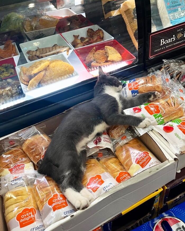 Meet the Chill Cats Who Totally Own NYC Bodegas