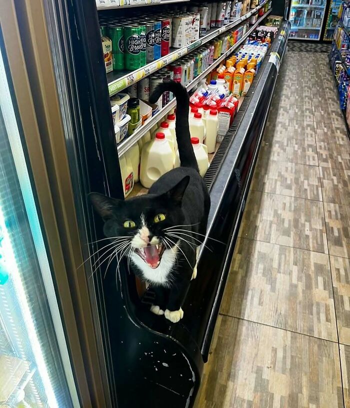 Meet the Chill Cats Who Totally Own NYC Bodegas