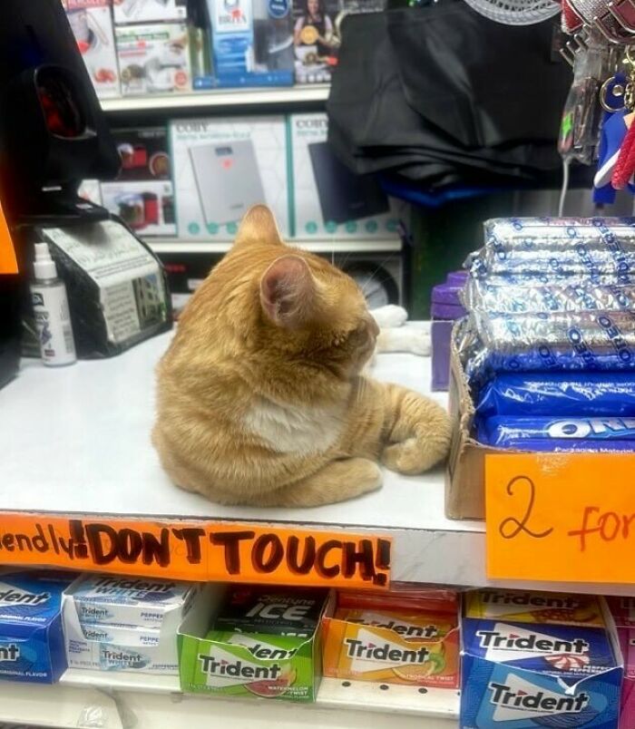 Meet the Chill Cats Who Totally Own NYC Bodegas