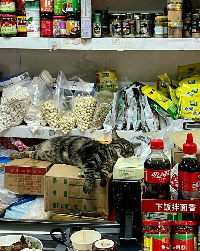 Meet the Chill Cats Who Totally Own NYC Bodegas
