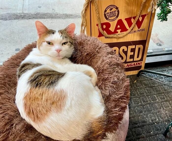 Meet the Chill Cats Who Totally Own NYC Bodegas