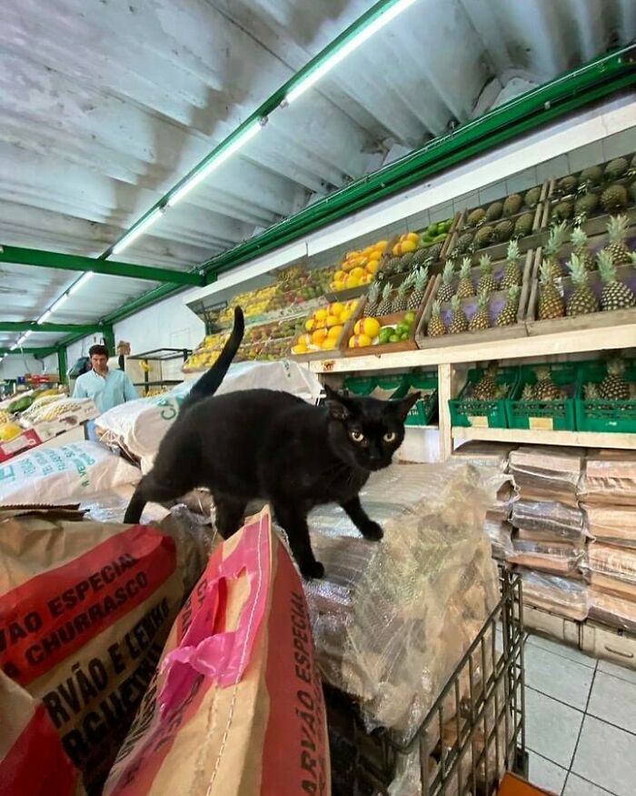 Meet the Chill Cats Who Totally Own NYC Bodegas