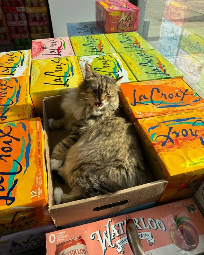 Meet the Chill Cats Who Totally Own NYC Bodegas