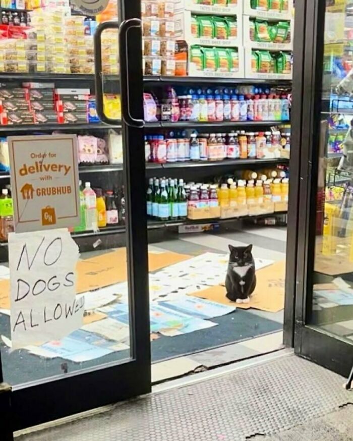 Meet the Chill Cats Who Totally Own NYC Bodegas