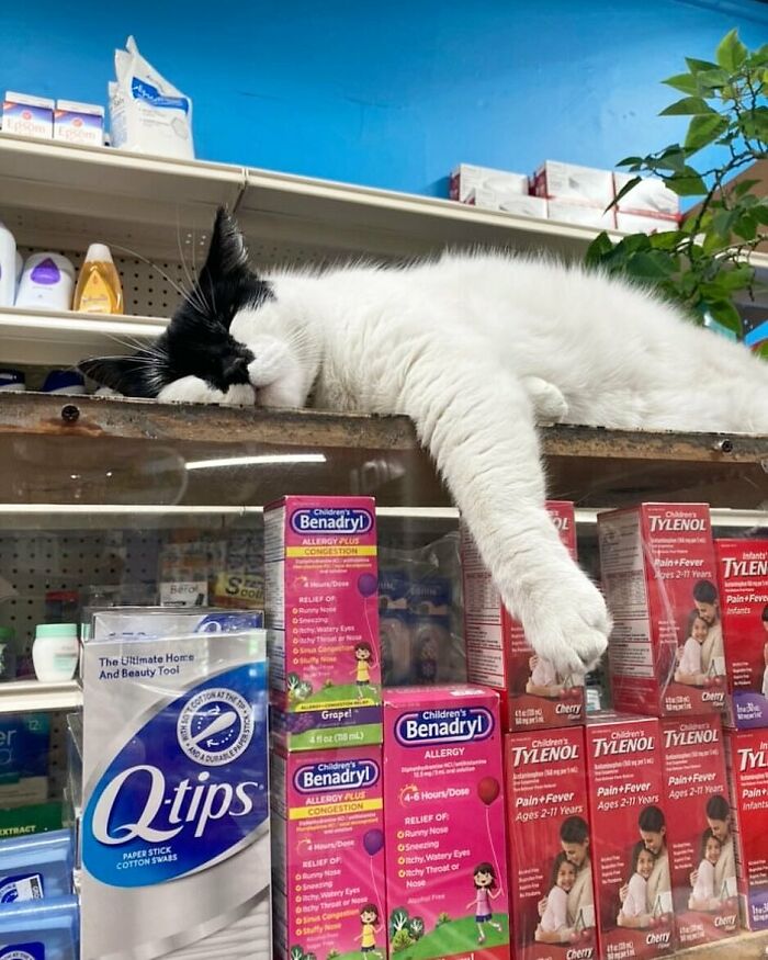 Meet the Chill Cats Who Totally Own NYC Bodegas