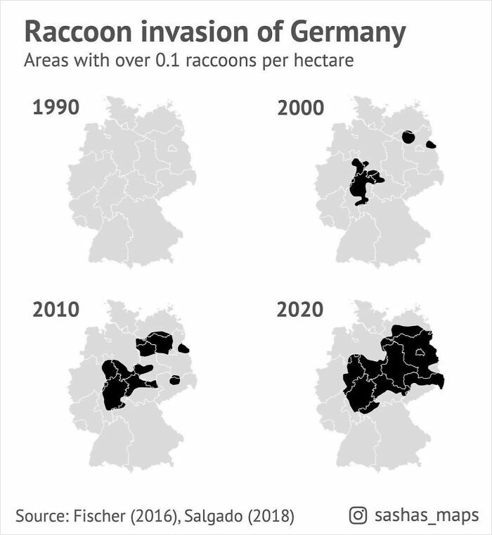 The Great Raccoon Takeover Of Germany