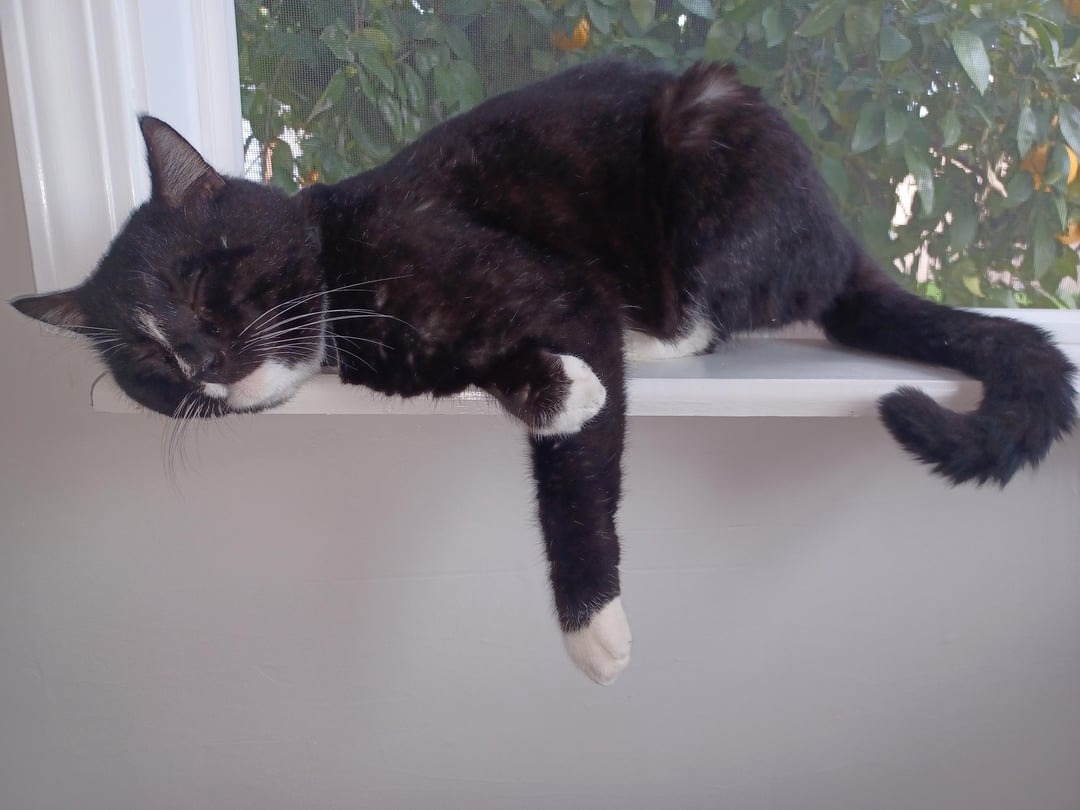 Cats Acting Like They Just Forgot How To Cat