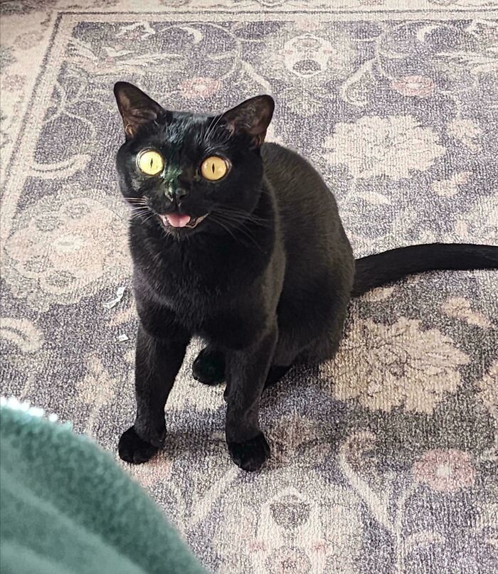 The Vacuum Just Swallowed Her Catnip Mouse—Chaos Ensued