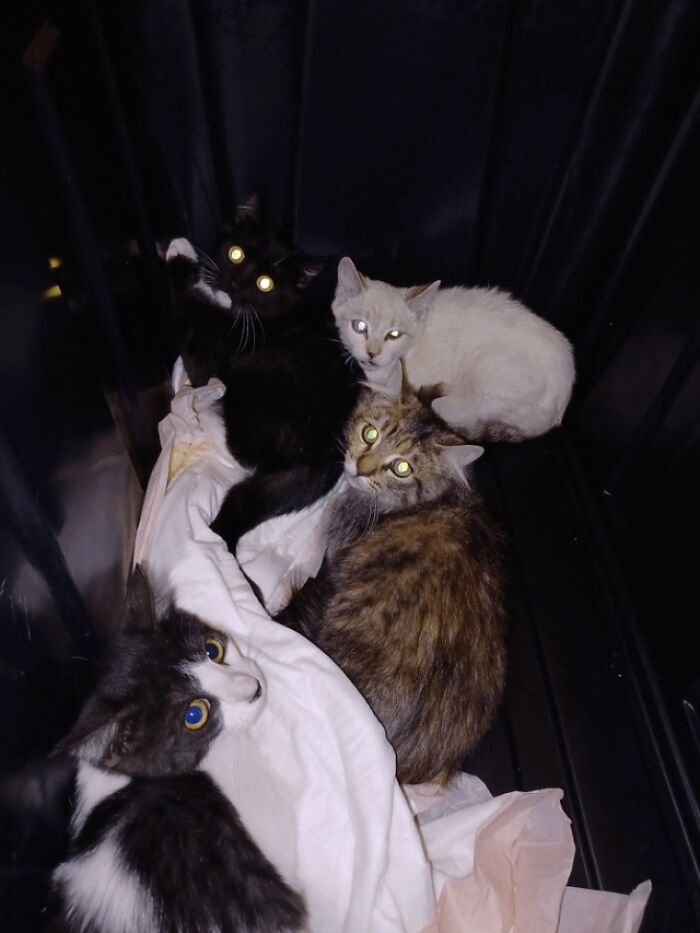 Meet My New Furry Roommates!