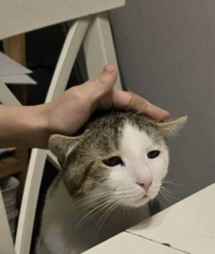 This Cat Gives The Saddest Dinner-Eyes Ever—Help!