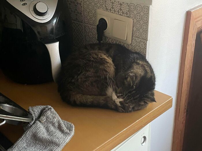 Tiny Rescue Won’t Leave The Kitchen—Snack Time Forever