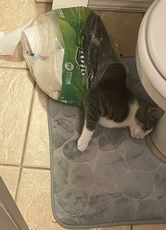 Stepped Out Of The Shower And BAM! Surprise Cat