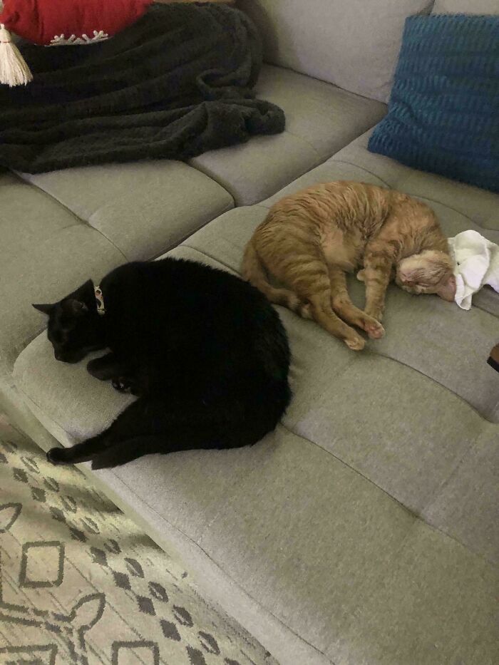 My Halloween-Themed Cat Nephews Are Here To Spook