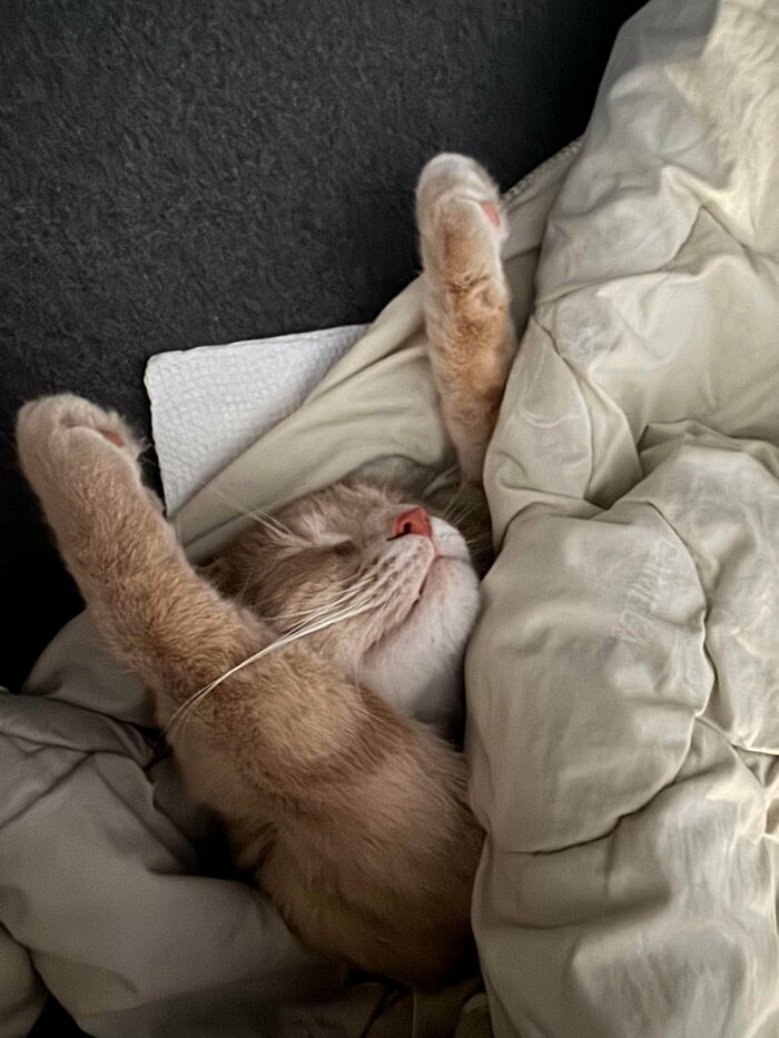 Need Tips! New Roommate Has A Cat