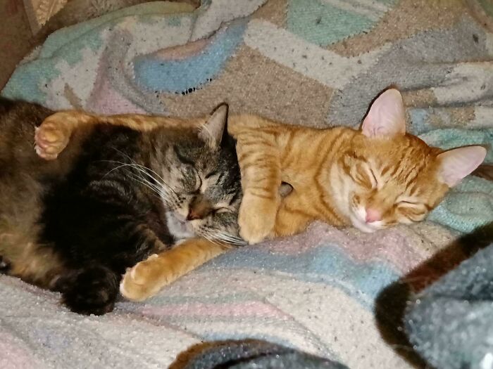 Are My Cats Fighting Or Just Having A Playdate?