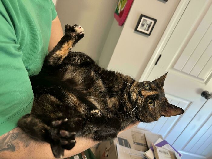 My Sister’s Cat Is NOT Happy Being Held By My Brother-In-Law