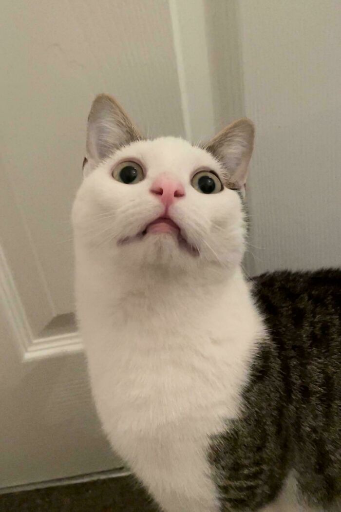 Caught The Exact Moment My Cat Saw The New Furry Neighbor