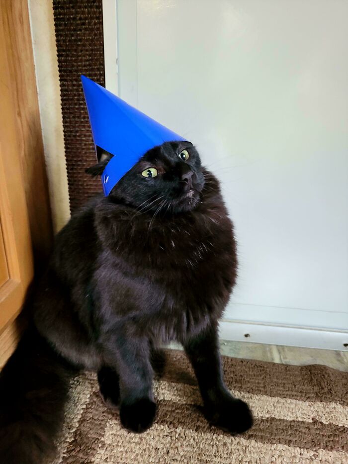 He Was Not Excited To Be The Birthday Cat