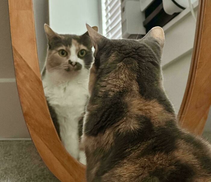 What Is Life? Cat Edition