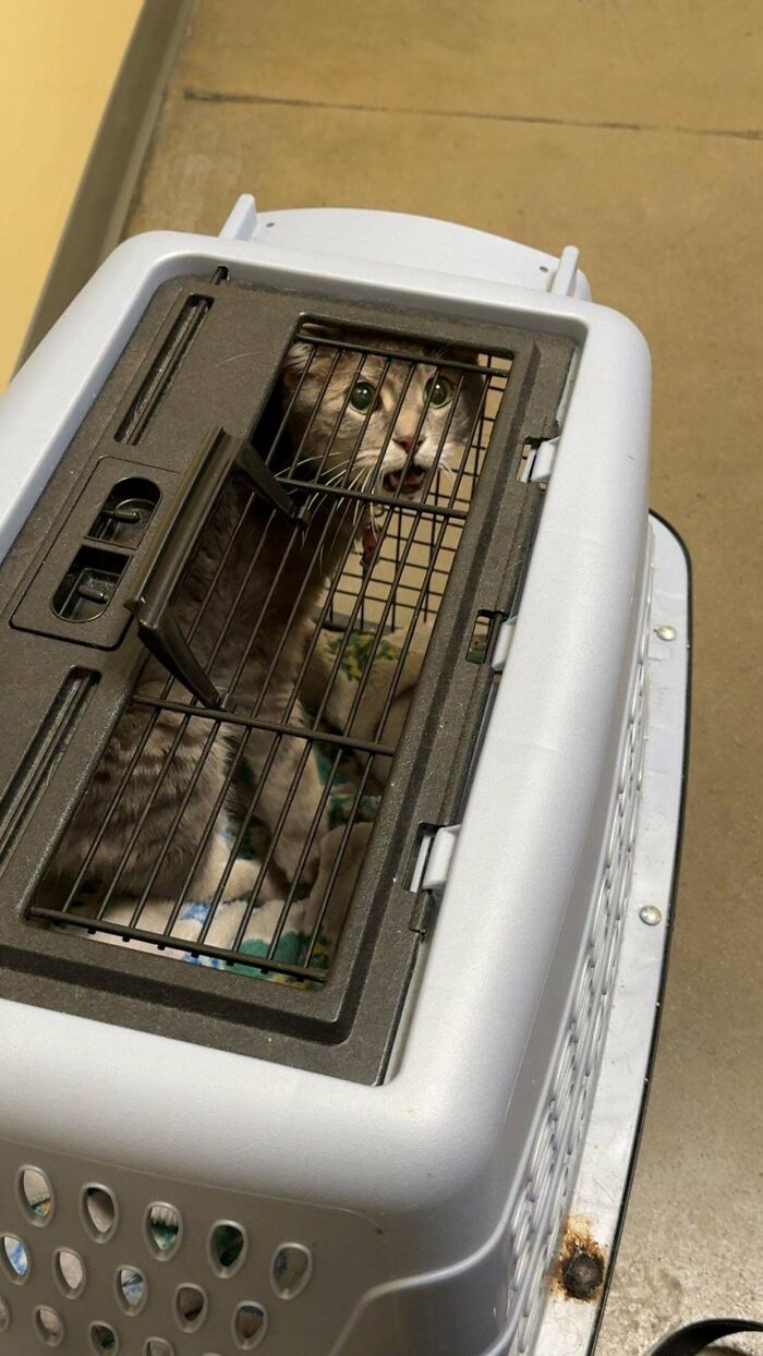 My Cat Is The Worst—and Proud!