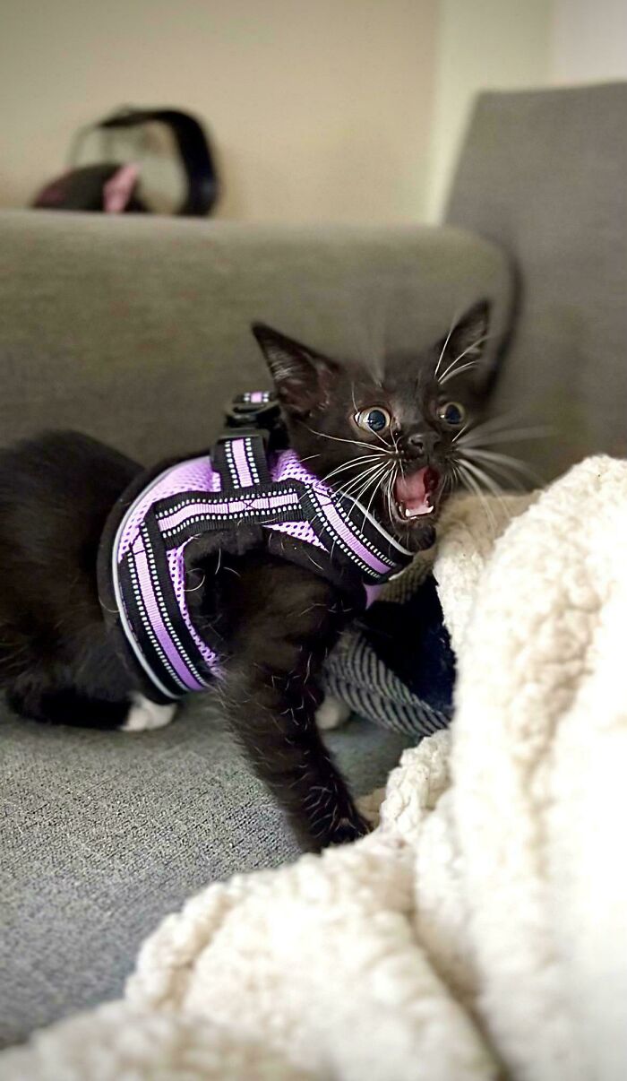 My Cat Hates Her Harness (And I Don’t Blame Her)